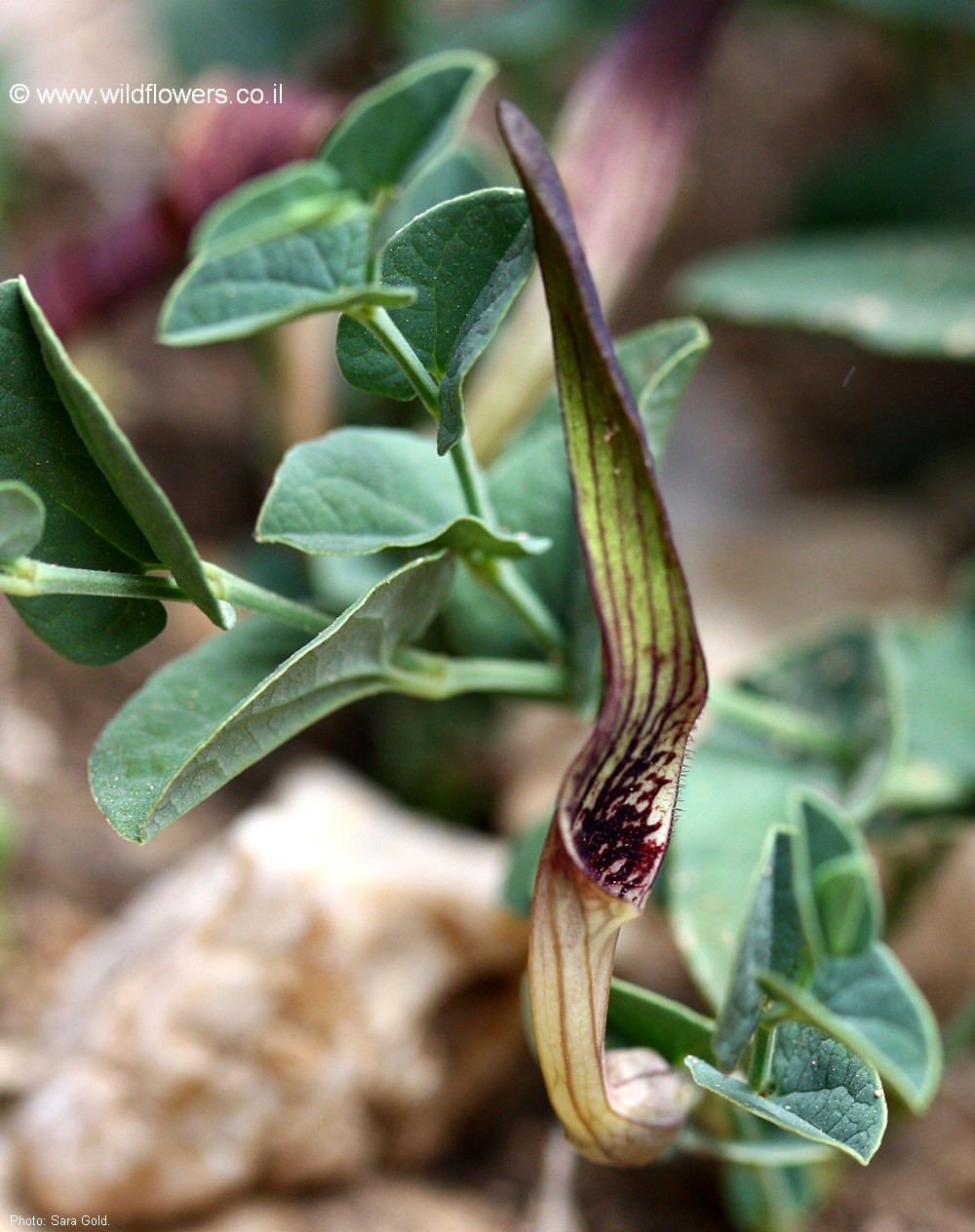 Aristolochia parvifolia